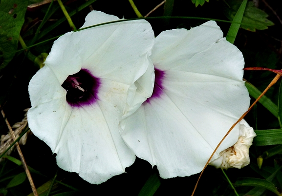 {Ipomoea pandurata}
